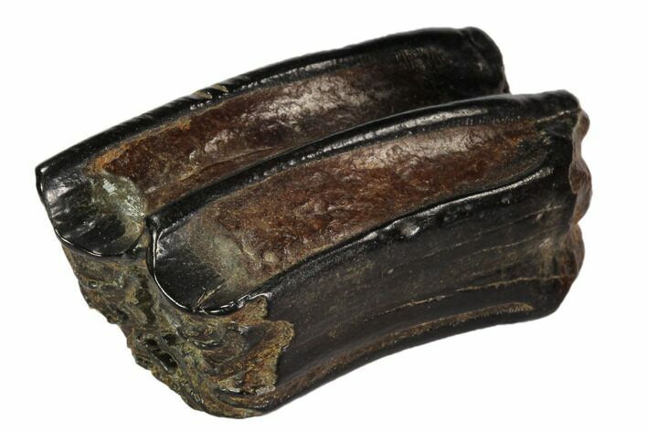 Pleistocene Aged Fossil Horse Tooth - Florida #104212